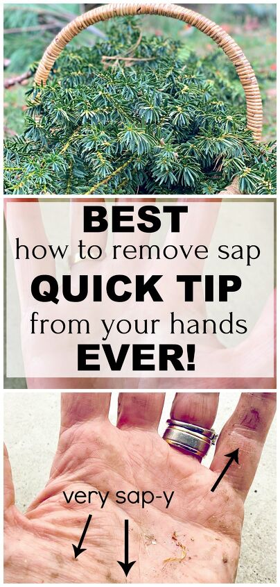 how to remove pine sap off your hands