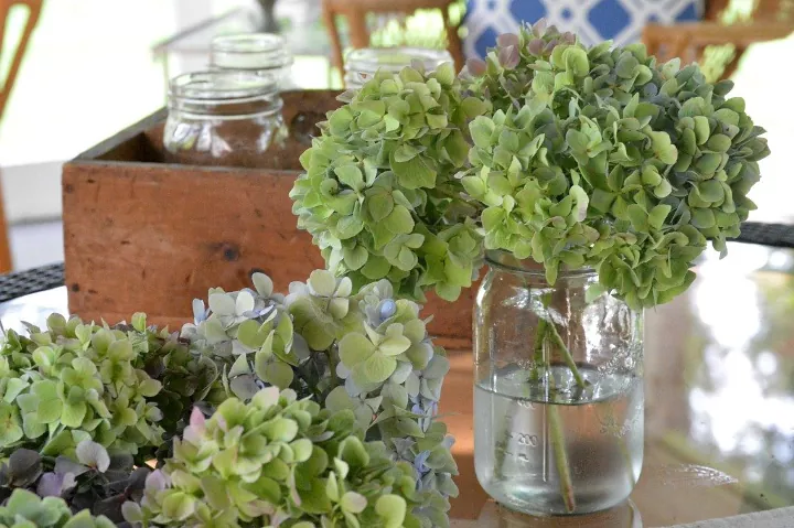 how to dry hydrangeas, green hydrangeas drying in a vase of water