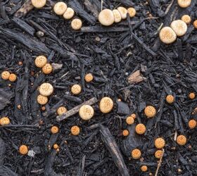 Cómo deshacerse de los hongos en el mantillo para siempre