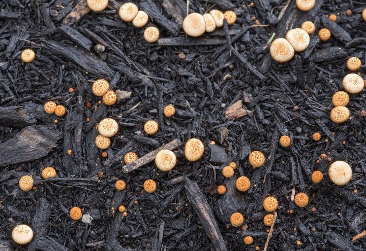 como se livrar do fungo em mulch forever, cogumelos em cobertura preta