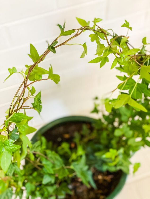 how to make an ivy topiary from a wire hanger
