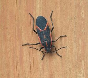 how to get rid of boxelder bugs and prevent them from coming around, boxelder bug on wood surface