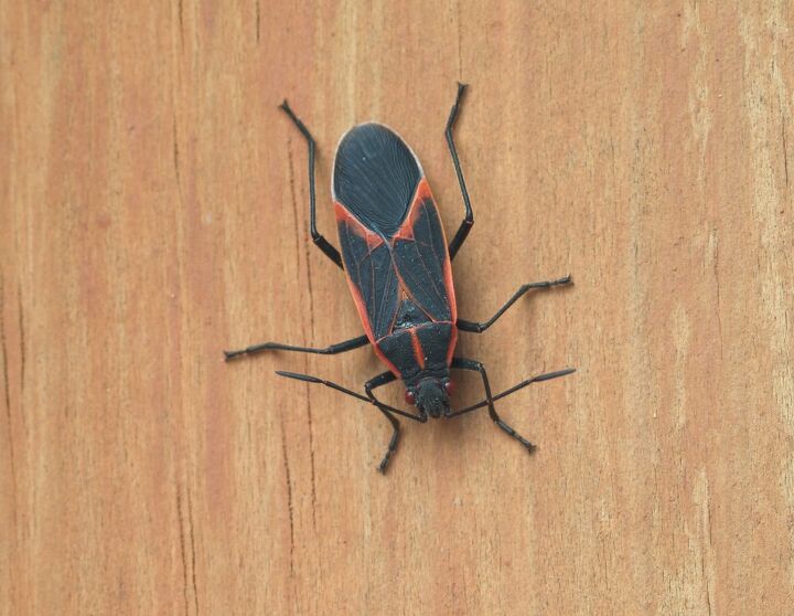 how to get rid of boxelder bugs, boxelder bug on wood surface