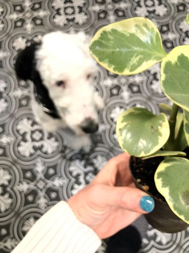 how to create a portable plant garden, Our dog Bentley is curious