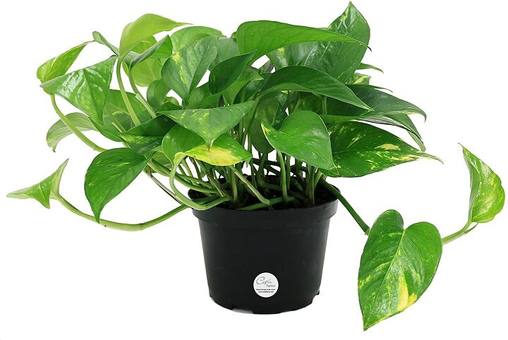 how to create a portable plant garden, Don t be afraid to order plants online See this one HERE