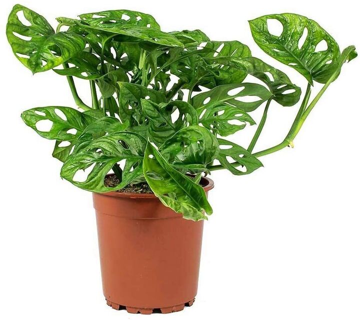 how to create a portable plant garden, Love this Swiss Cheese plant See it HERE