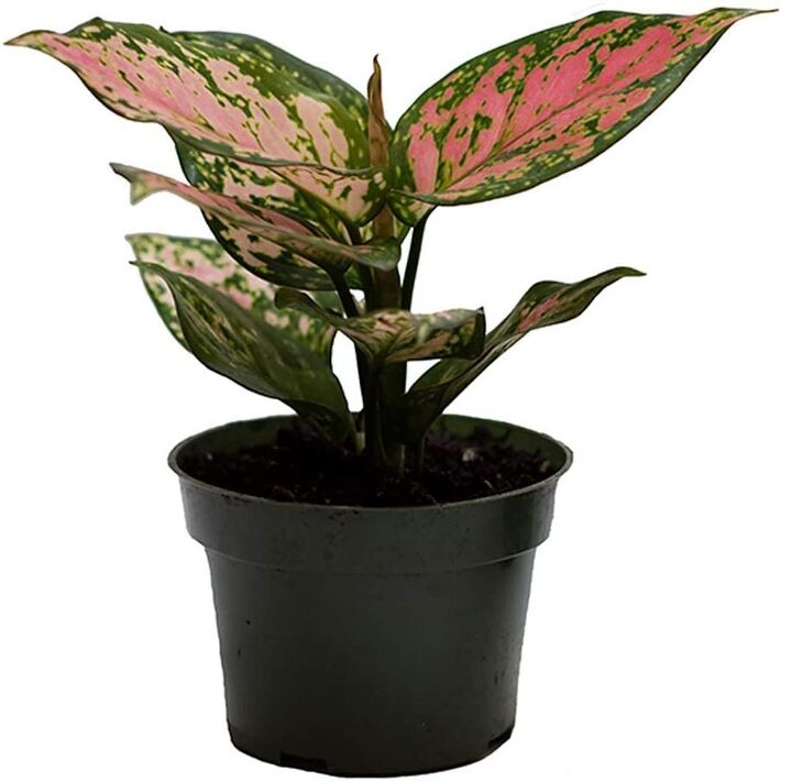 how to create a portable plant garden, Love the color of this Chinese Evergreen Find it HERE