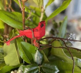 holiday porch planter, A CARDINAL POPS AGAINST THE GREEN IN YOUR PLANTER
