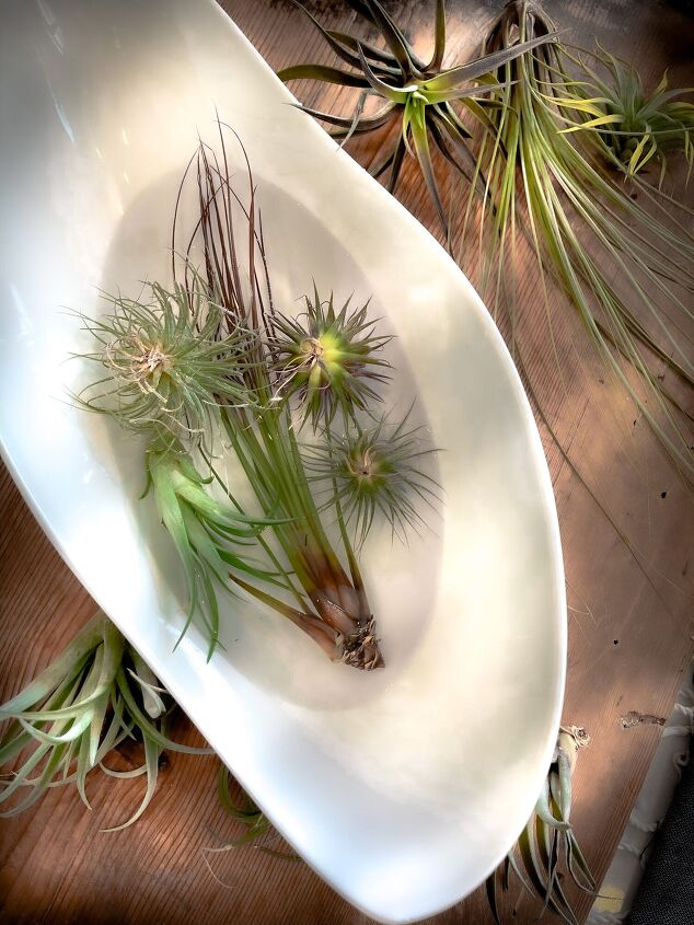 stunning air plant wall display easy steps