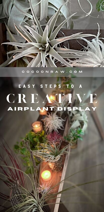 creative air plant display idea diy