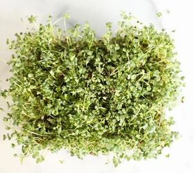 how to grow microgreens, overhead shot of mature microgreens