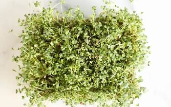 Como cultivar microverduras e apimentar suas receitas favoritas