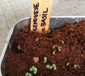 how to grow microgreens, young microgreens plants starting to sprout in soil
