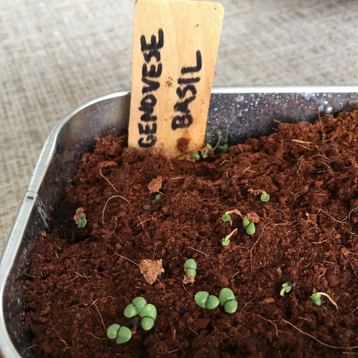 how to grow microgreens, young microgreens plants starting to sprout in soil