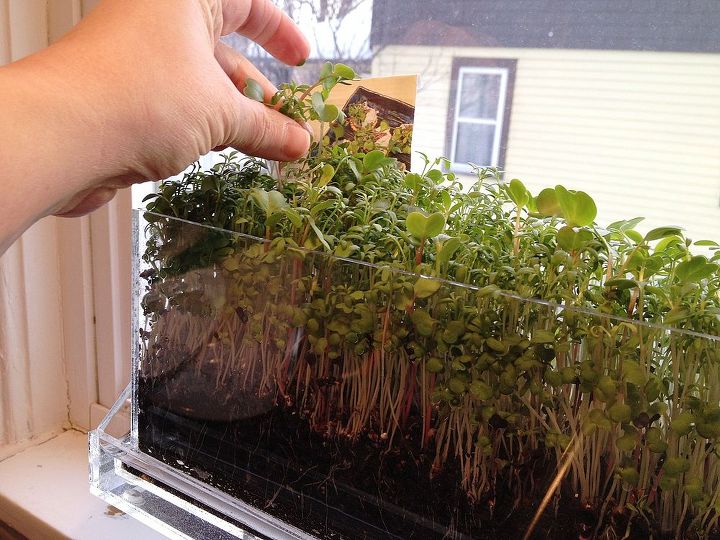 how to grow microgreens, hand picking microgreens for harvest