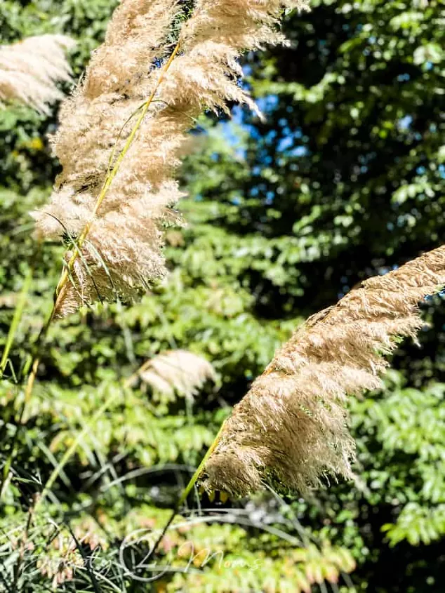 how to care for pampas grass, pampas grass plumes blowing in the wind