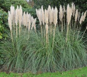 How to Care for Pampas Grass and Style It in Your Home