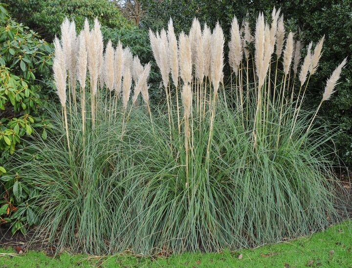 how to care for pampas grass and style it in your home, pampas grass plants in a garden