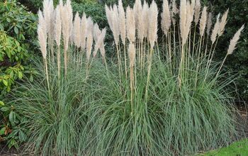 How to Care for Pampas Grass and Style It in Your Home