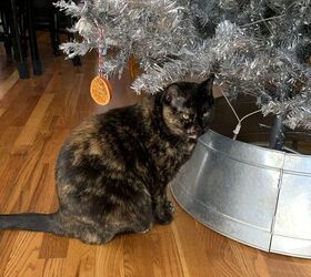 finally keep cats out of the christmas tree with lovely smells