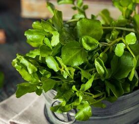 how to grow watercress successfully at home, watercress growing in galvanized metal container