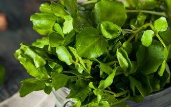 How to Grow Watercress Successfully at Home