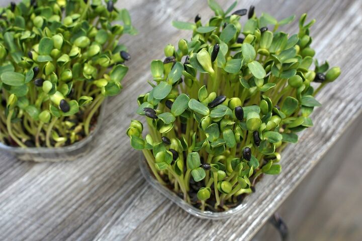 how to grow watercress successfully at home, microgreen watercress grown in a container