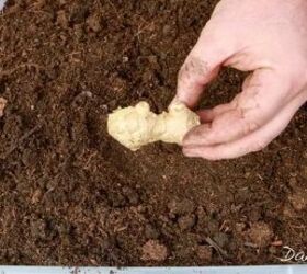 how to grow ginger, hand holding ginger root above soil