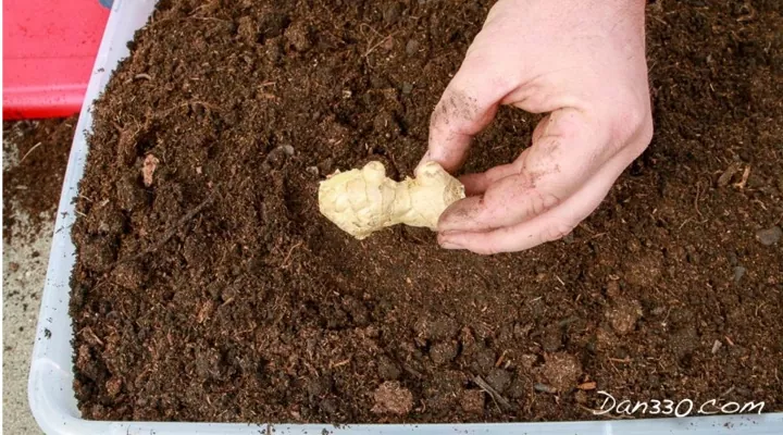 a maneira mais fcil de cultivar gengibre em casa, m o segurando a raiz de gengibre acima do solo