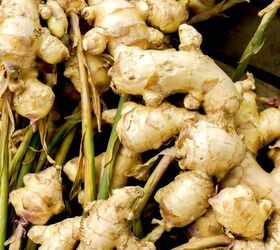 how to grow ginger, harvested ginger plants
