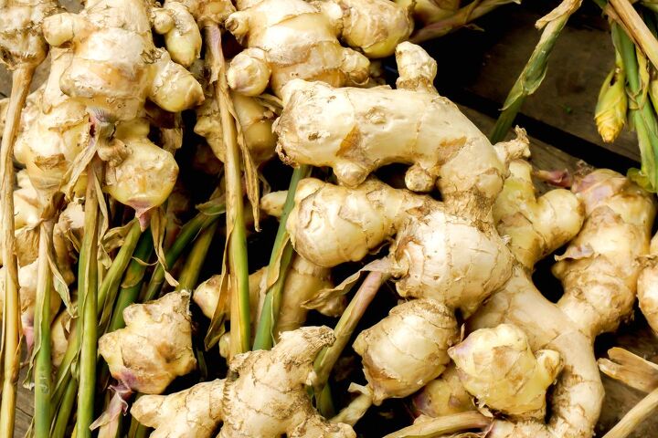 how to grow ginger, harvested ginger plants