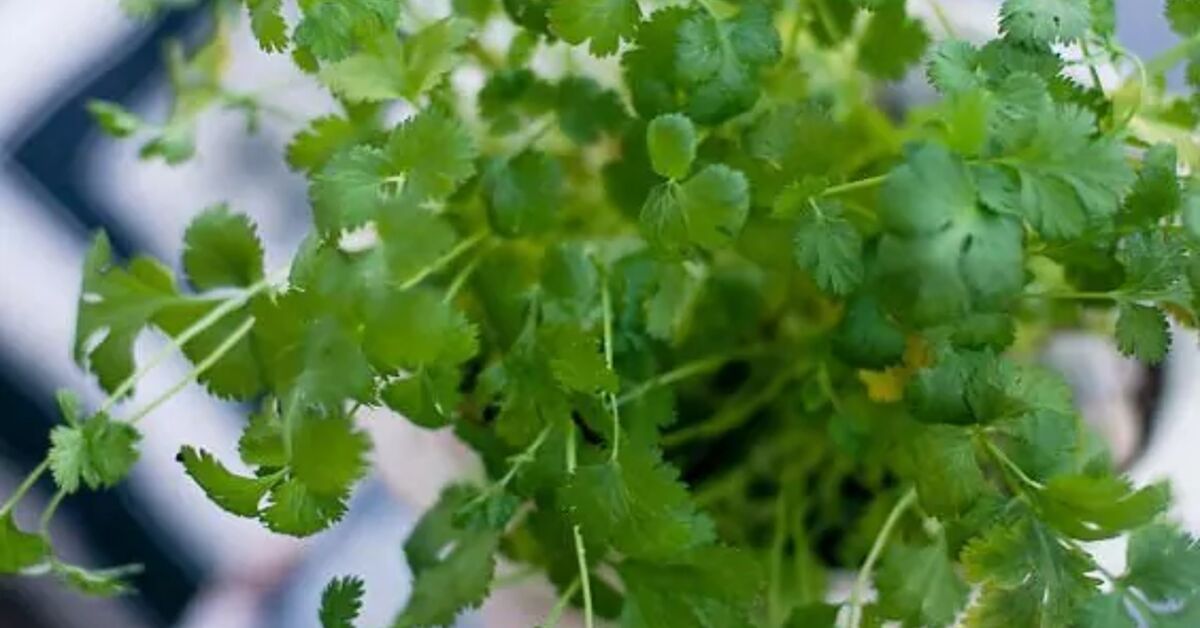 Cilantro Ramo How to Grow Cilantro Indoors for Fresh Flavor Year-Round | Hometalk