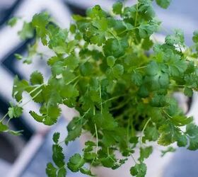 Cómo cultivar cilantro en el interior para obtener un sabor fresco durante todo el año