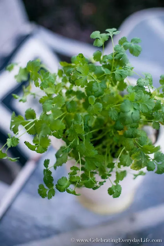 how to grow cilantro indoors, up close shot of a cilantro plant