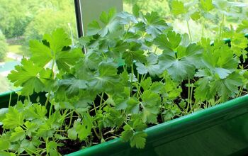 How to Grow Cilantro Indoors for Fresh Flavor Year-Round