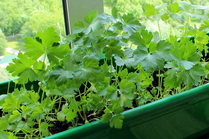 como cultivar coentro dentro de casa para um sabor fresco o ano todo, jardim de coentro por uma janela