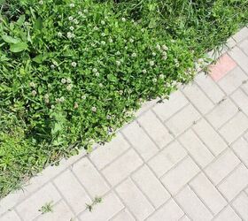 how to get rid of clover in your lawn, clover filled grass next to a brick sidewalk