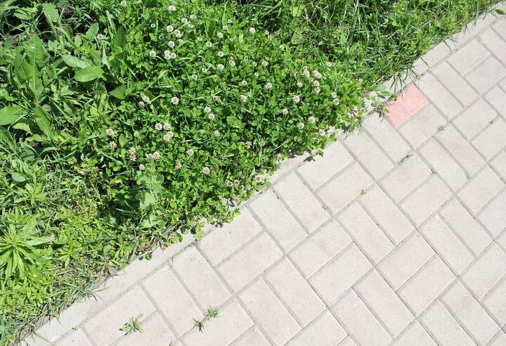 how to get rid of clover in your lawn, clover filled grass next to a brick sidewalk