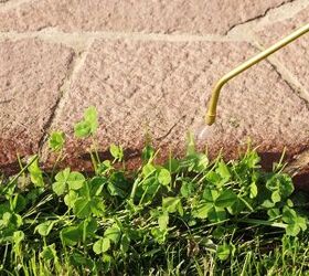How to Get Rid of Clover in Your Lawn