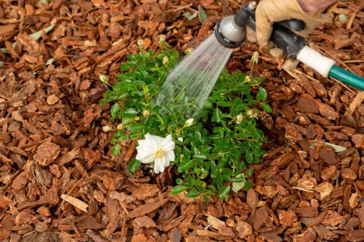 rose gardening tips for beginners