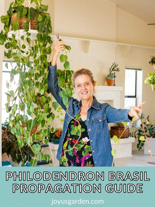 propagacin del philodendron brasil