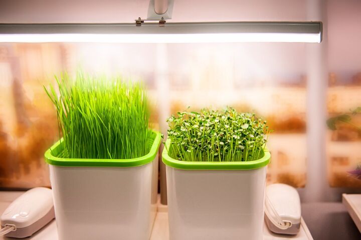 best grow lights for indoor plants, Two microgreens plants under a grow light Photo via Shutterstock