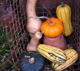 a complete guide on how to grow winter squash, harvested winter squash in basket