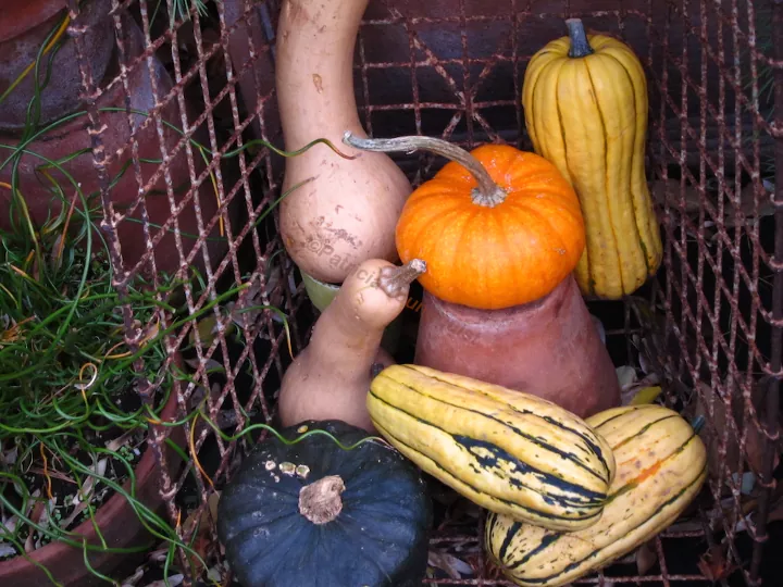 how to grow winter squash, harvested winter squash in basket