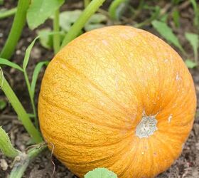 a complete guide on how to grow winter squash, pumpkin plant on ground