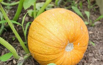 A Complete Guide on How to Grow Winter Squash