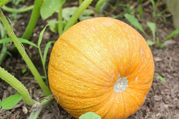 a complete guide on how to grow winter squash, pumpkin plant on ground