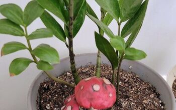 Create Whimsical Home Decor With Quick DIY Clay Mushrooms