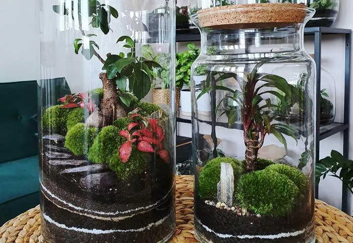 how to make a terrarium, two terrariums filled with plants