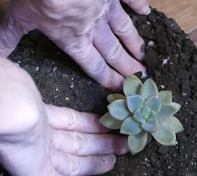 how to make a terrarium in 5 simple steps, hands patting succulent into soil
